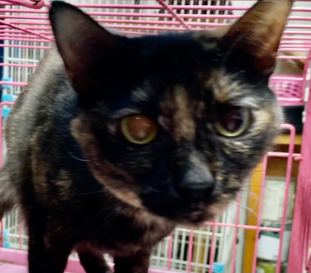 Enlarge Deonna, a Adoptable mixed breed in New Orleans, LA image 2/6