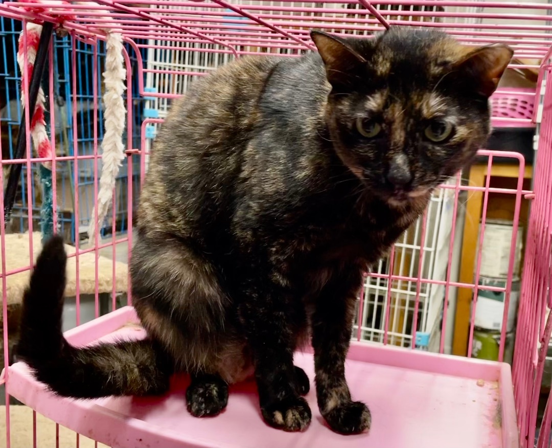 Enlarge Deonna, a Adoptable mixed breed in New Orleans, LA image 3/6