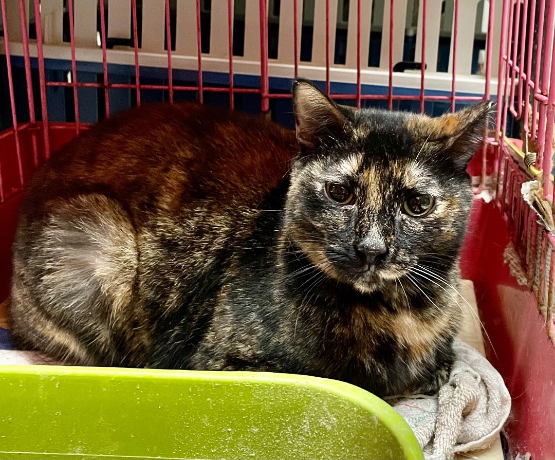 Enlarge Deonna, a Adoptable mixed breed in New Orleans, LA image 4/6