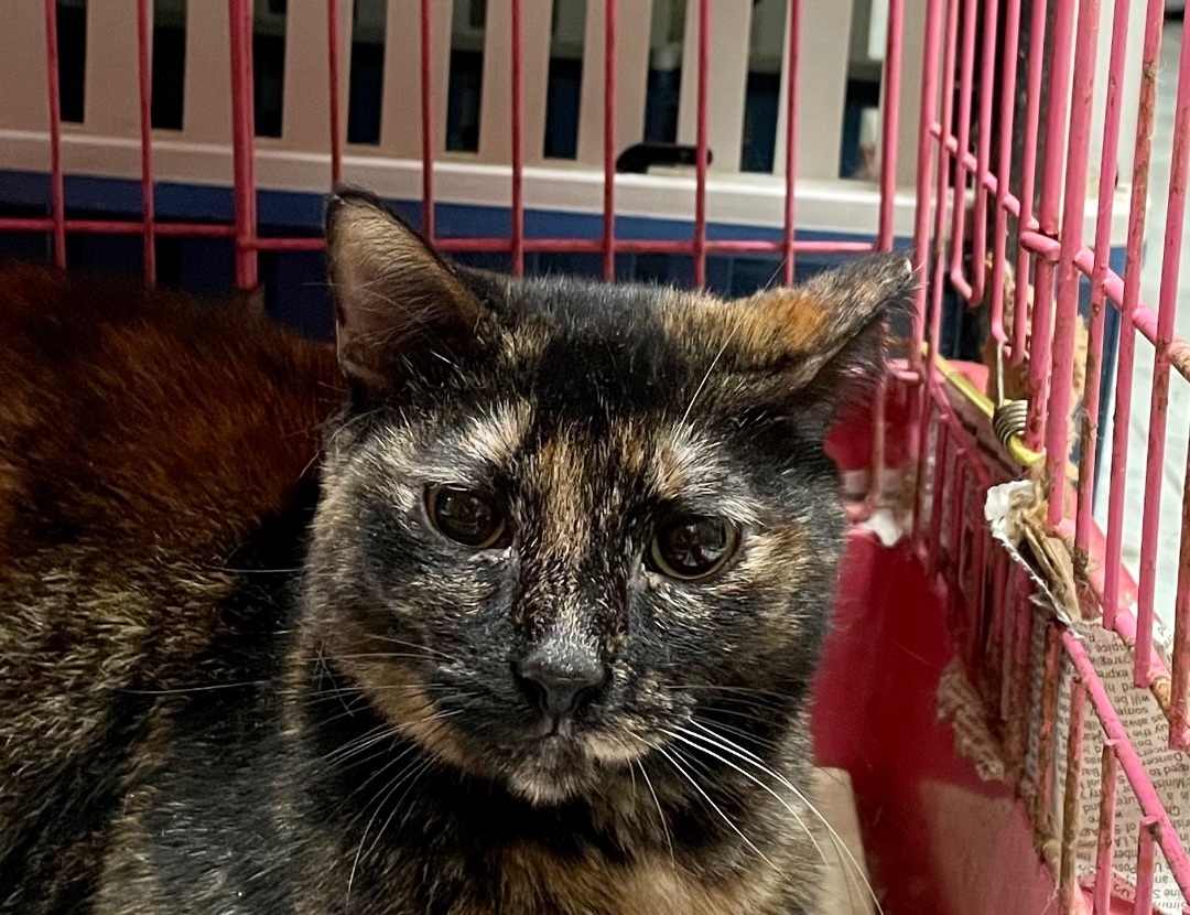 Enlarge Deonna, a Adoptable mixed breed in New Orleans, LA image 5/6