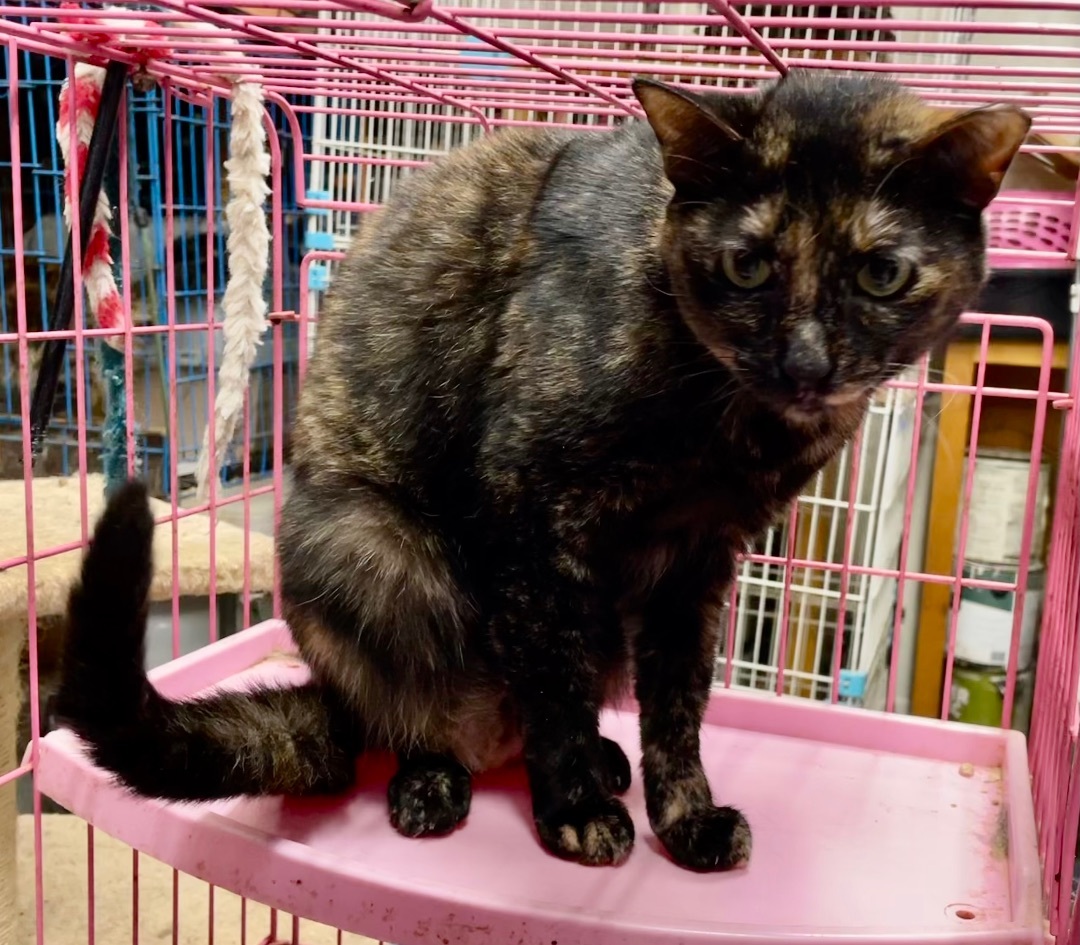 Enlarge Deonna, a Adoptable mixed breed in New Orleans, LA image 6/6