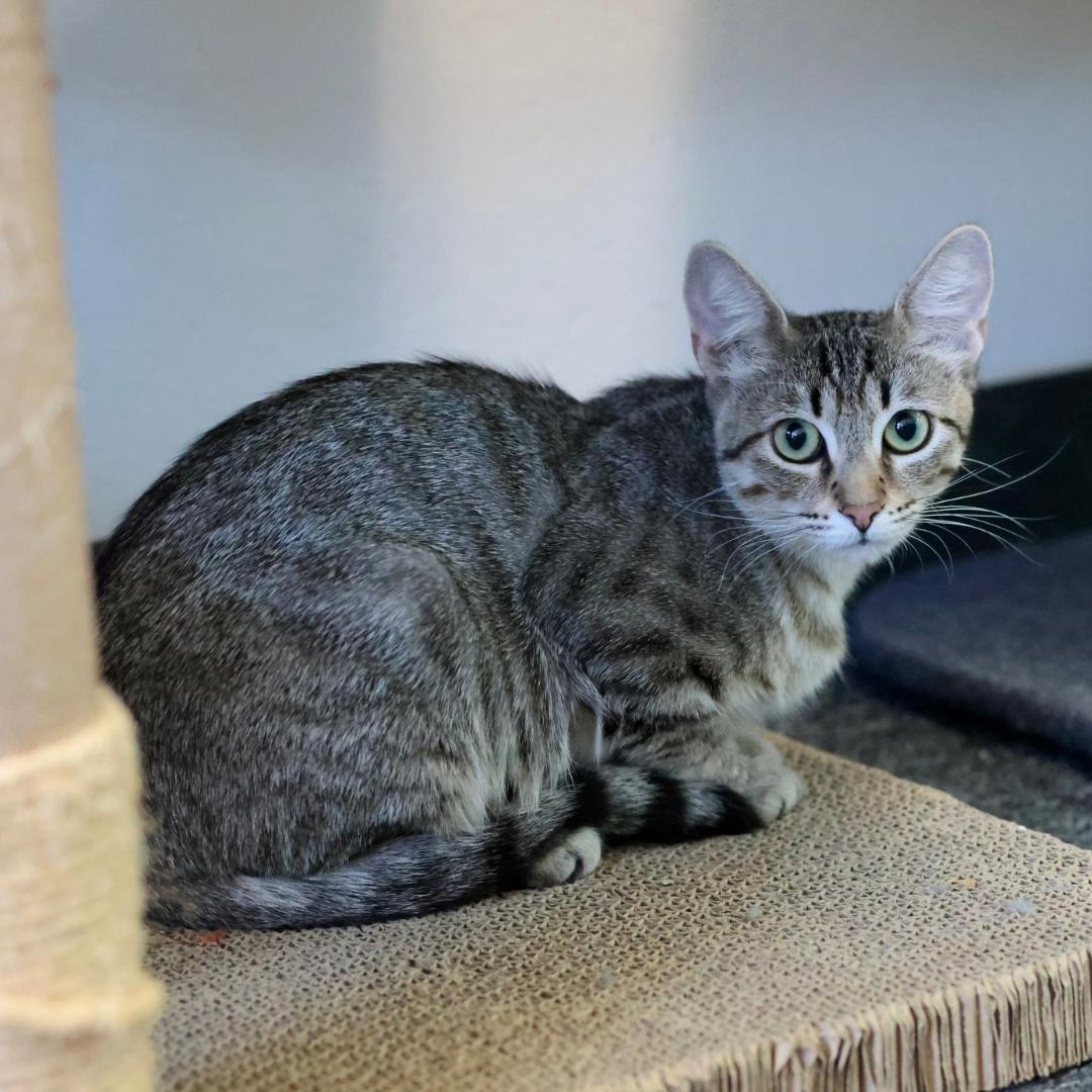 Enlarge Louise, a Adoptable mixed breed in Morgan Hill, CA image 5/6