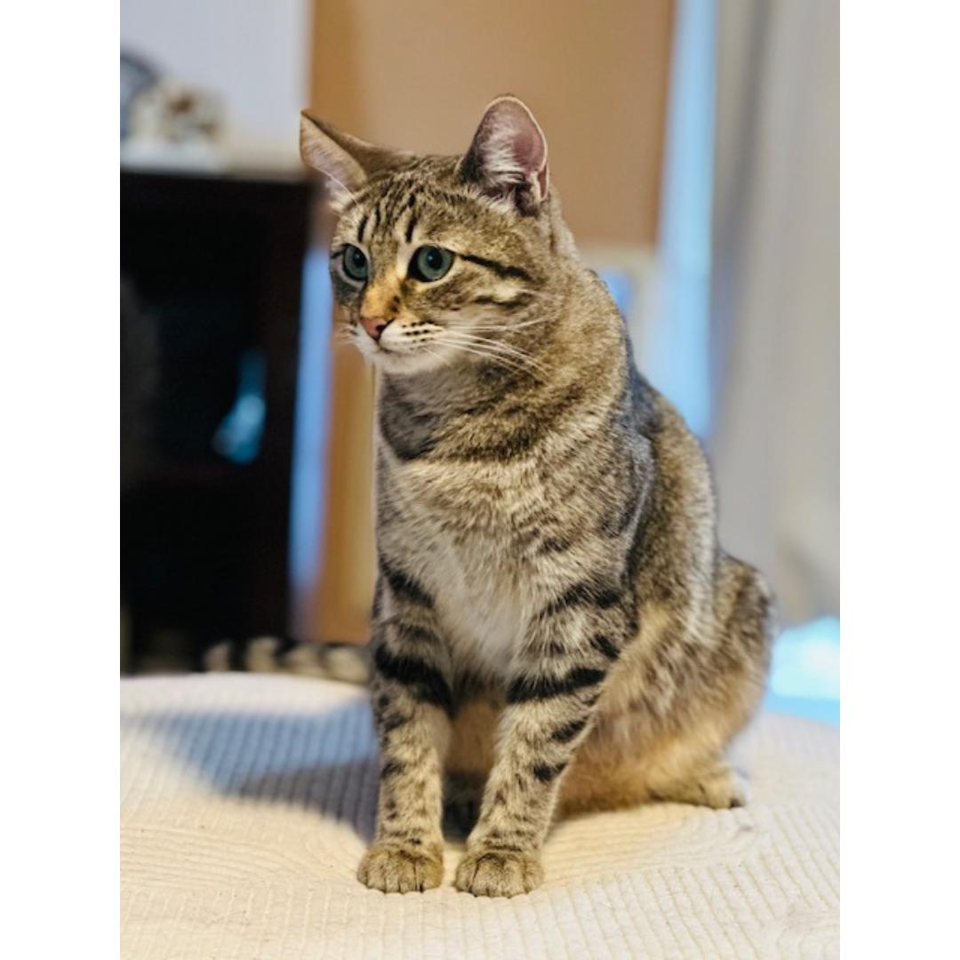 Enlarge Louise, a Adoptable mixed breed in Morgan Hill, CA image 4/6