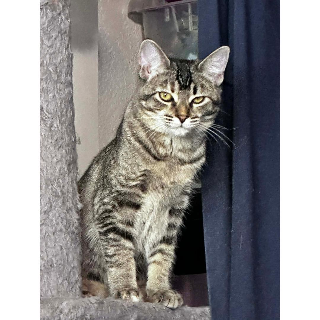 Enlarge Louise, a Adoptable mixed breed in Morgan Hill, CA image 6/6