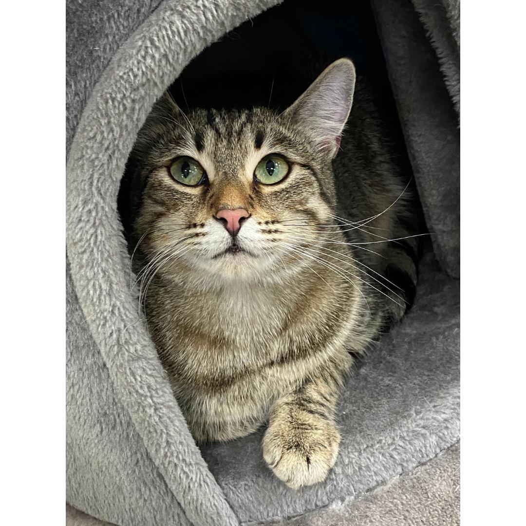 Enlarge Louise, a Adoptable mixed breed in Morgan Hill, CA image 3/6