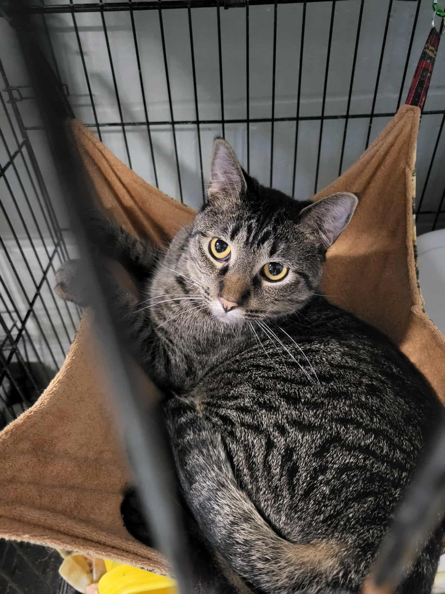 Charo, Adoptable, Young Male Domestic Short Hair.