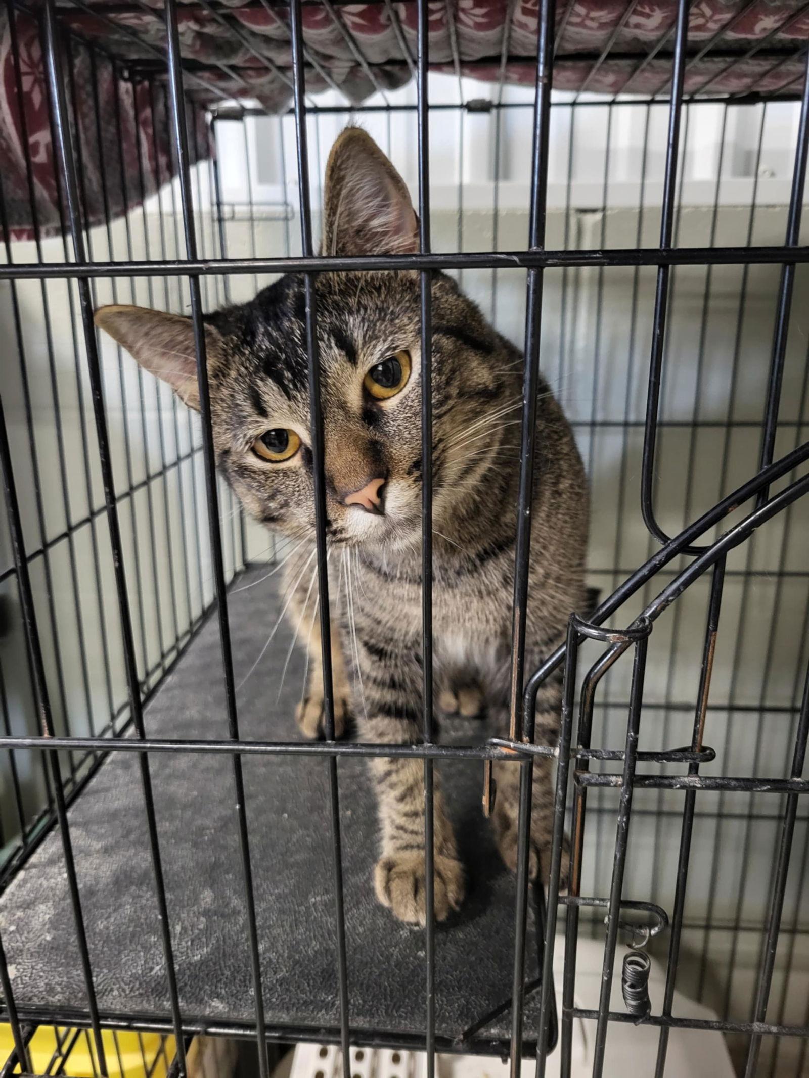 Charo, a Adoptable Domestic Short Hair in Detroit Lakes, MN image 2/3