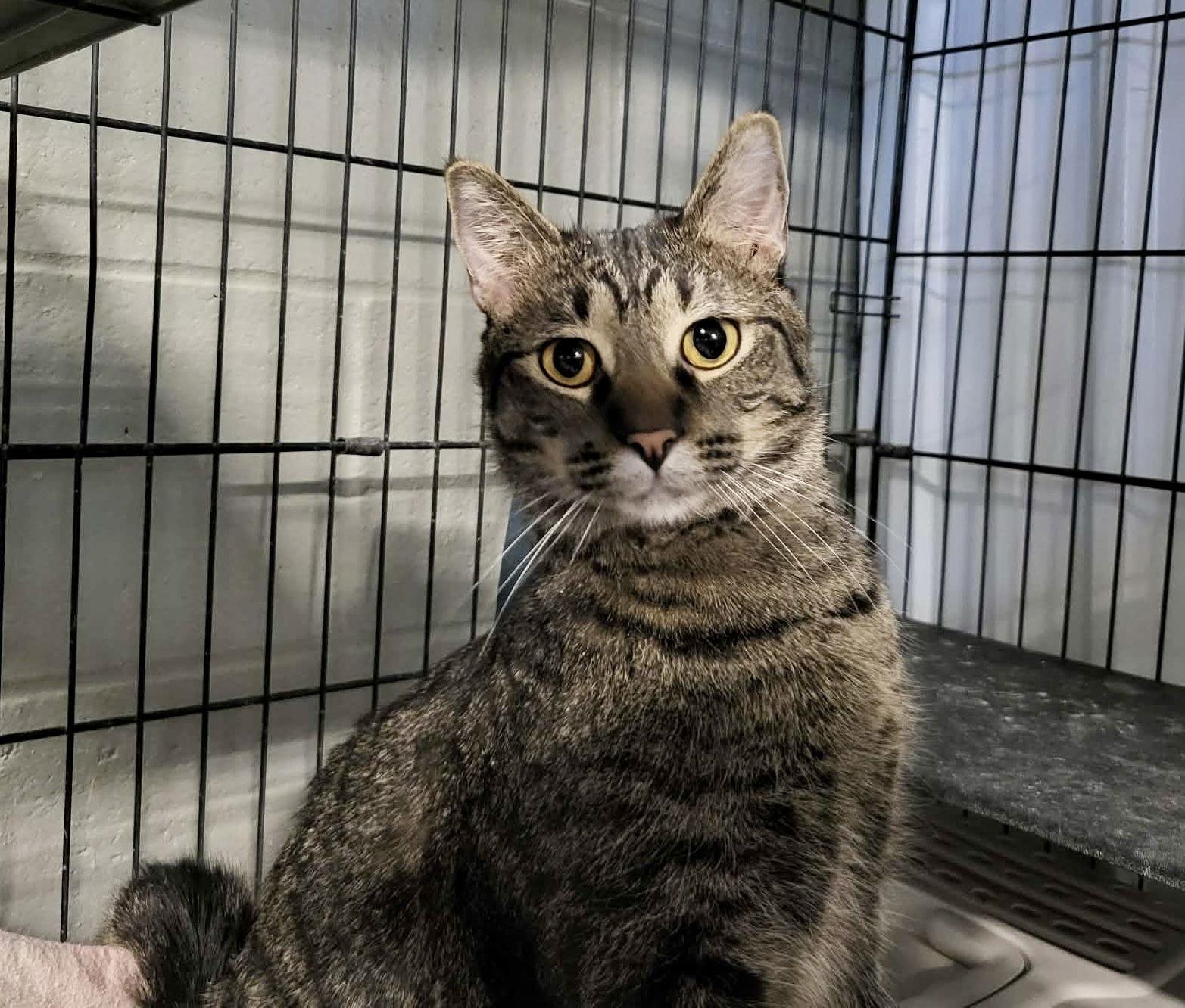 Enlarge Charo, a Adoptable Domestic Short Hair in Detroit Lakes, MN image 2/3