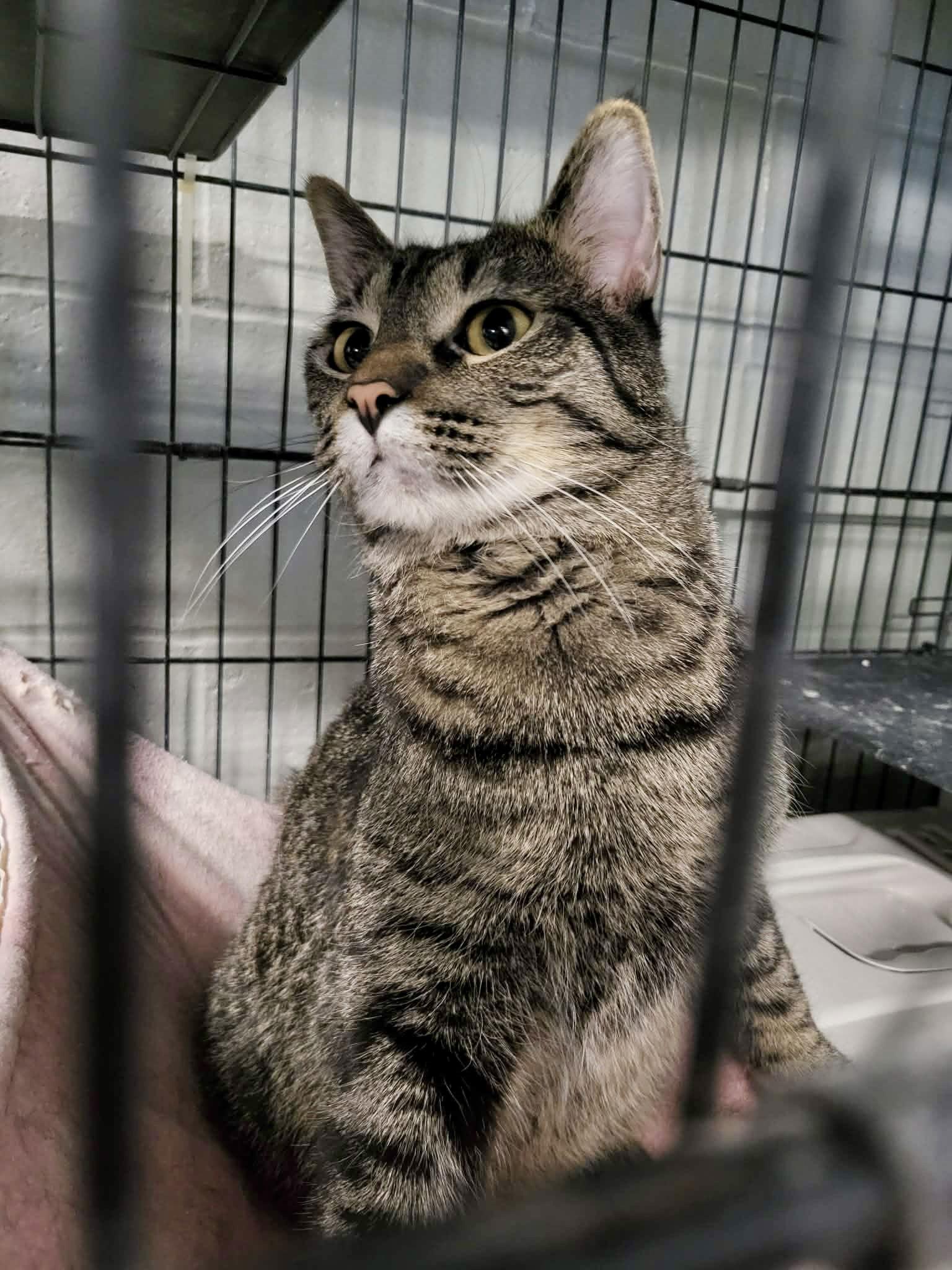Enlarge Charo, a Adoptable Domestic Short Hair in Detroit Lakes, MN image 3/3