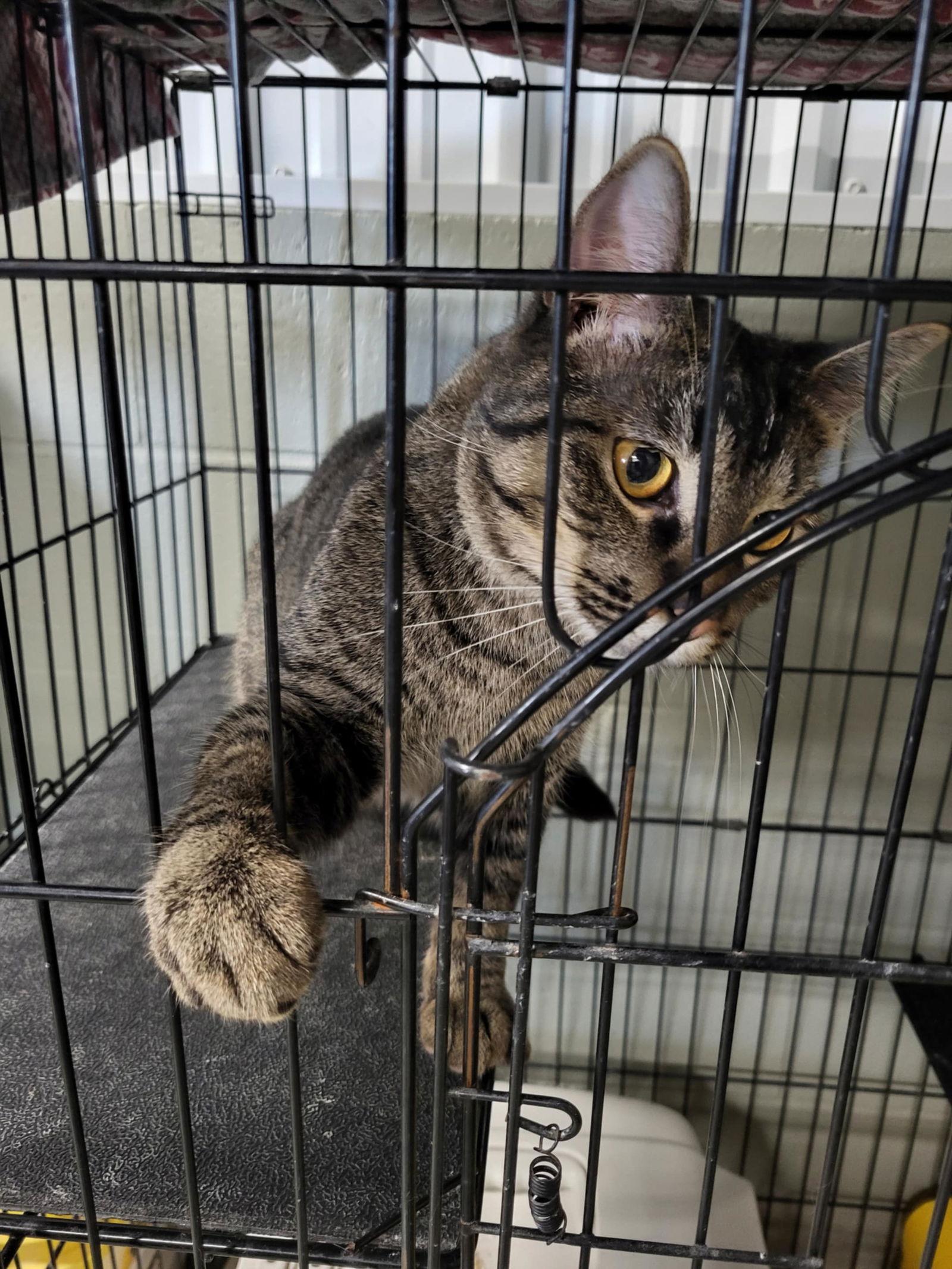 Charo, a Adoptable Domestic Short Hair in Detroit Lakes, MN image 3/3