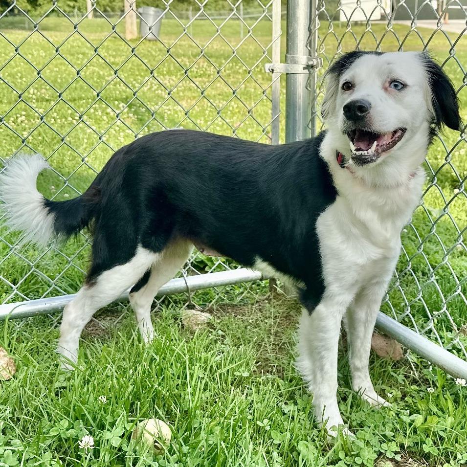Twinkle, Adoptable, Adult Female Border Collie.