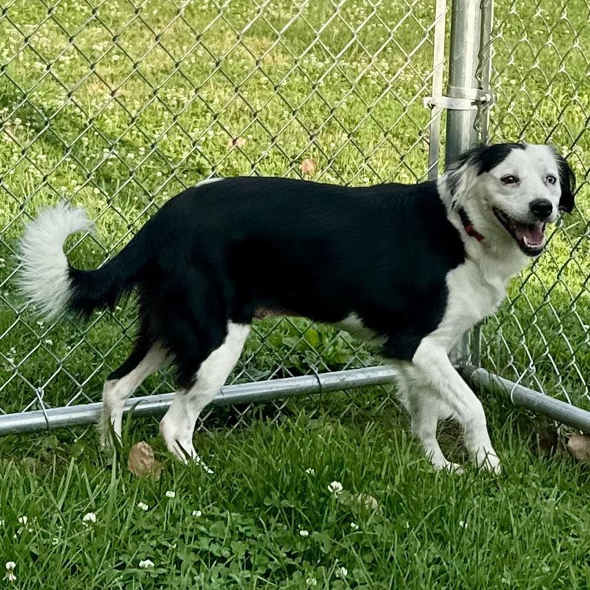 Enlarge Twinkle, a Adoptable Border Collie in Warrensburg, MO image 2/6