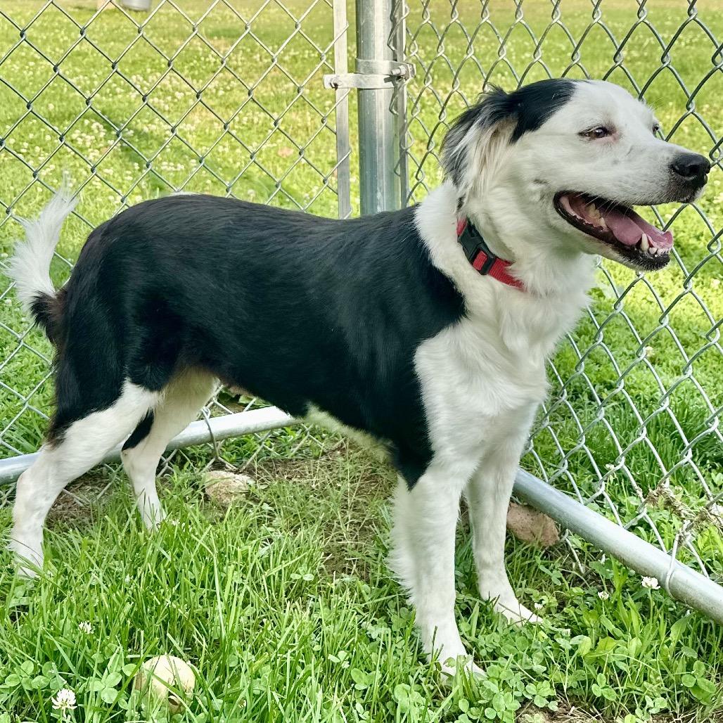 Enlarge Twinkle, a Adoptable Border Collie in Warrensburg, MO image 3/6