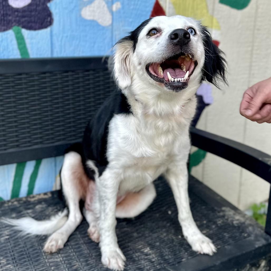Enlarge Twinkle, a Adoptable Border Collie in Warrensburg, MO image 4/6