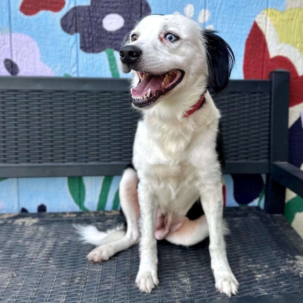 Enlarge Twinkle, a Adoptable Border Collie in Warrensburg, MO image 5/6