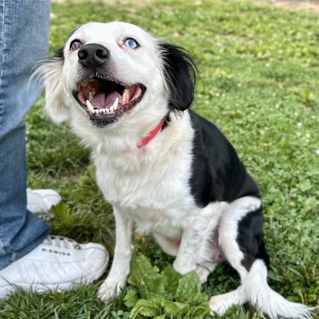 Enlarge Twinkle, a Adoptable Border Collie in Warrensburg, MO image 6/6