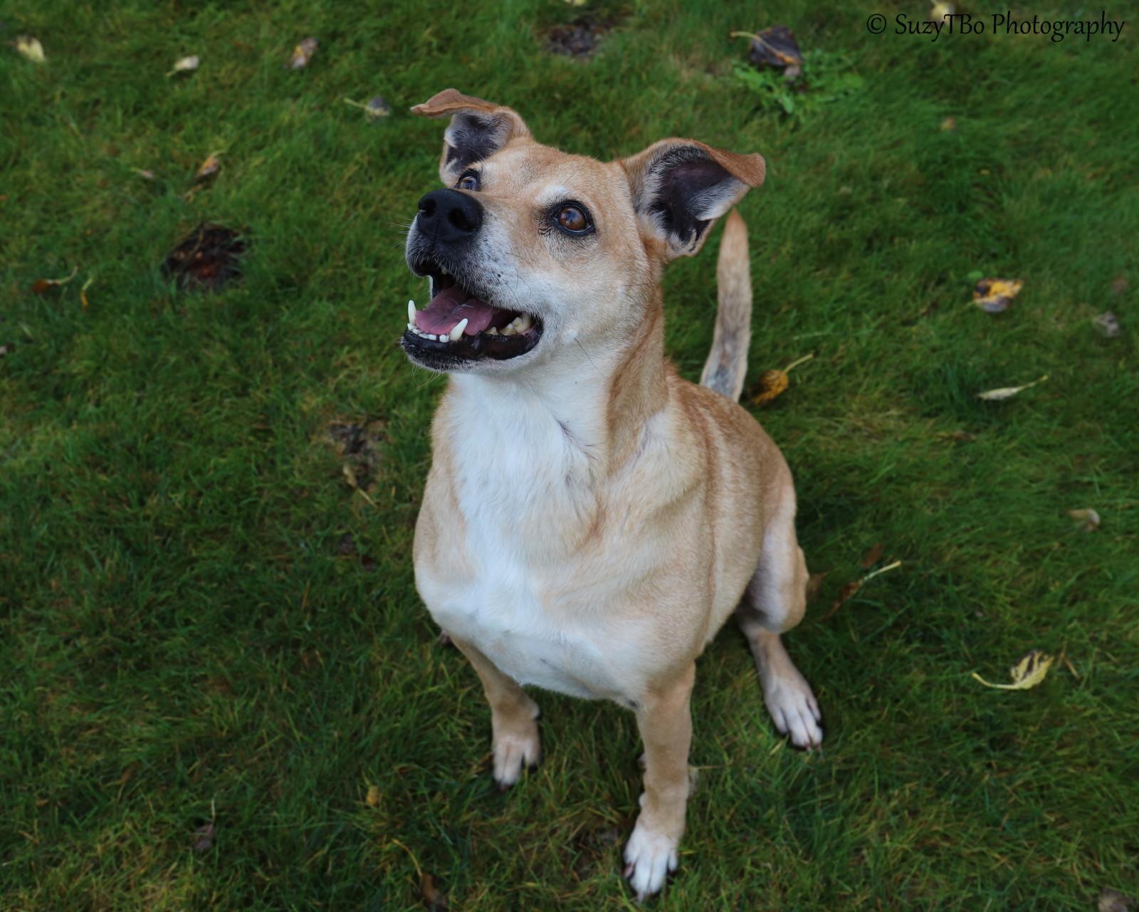 Enlarge Baker, a Adoptable mixed breed in Montrose, CO image 1/3