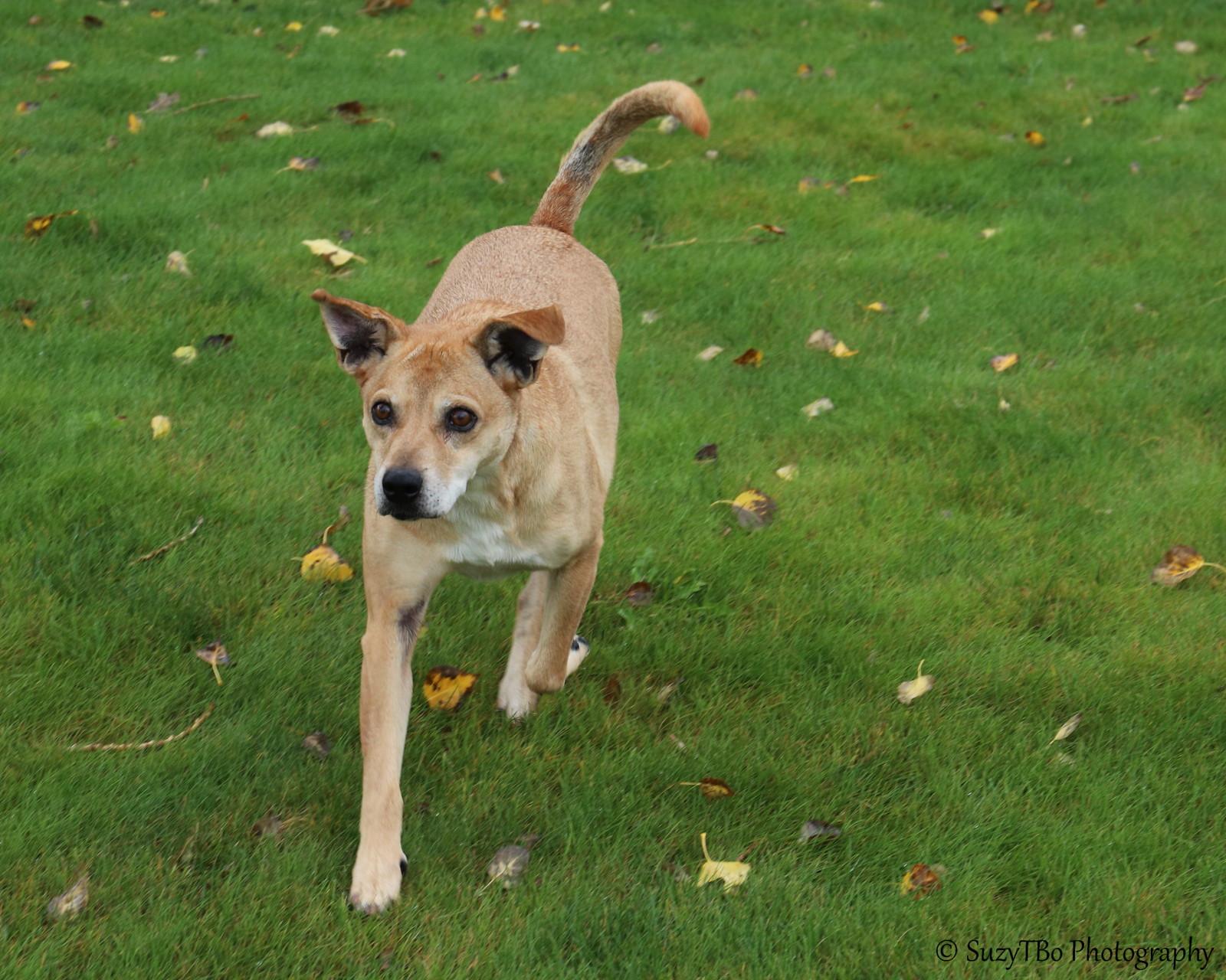 Enlarge Baker, a Adoptable mixed breed in Montrose, CO image 3/3