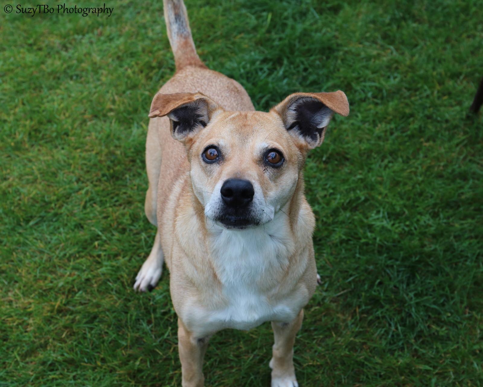 Enlarge Baker, a Adoptable mixed breed in Montrose, CO image 2/3