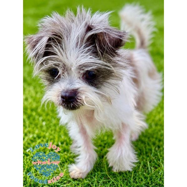 Chloe COH, an adopted Shih poo in Inglewood, CA image 2/3