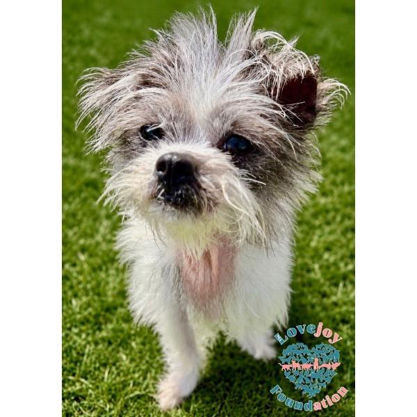 Chloe COH, adopted, Adult Female Shih poo.