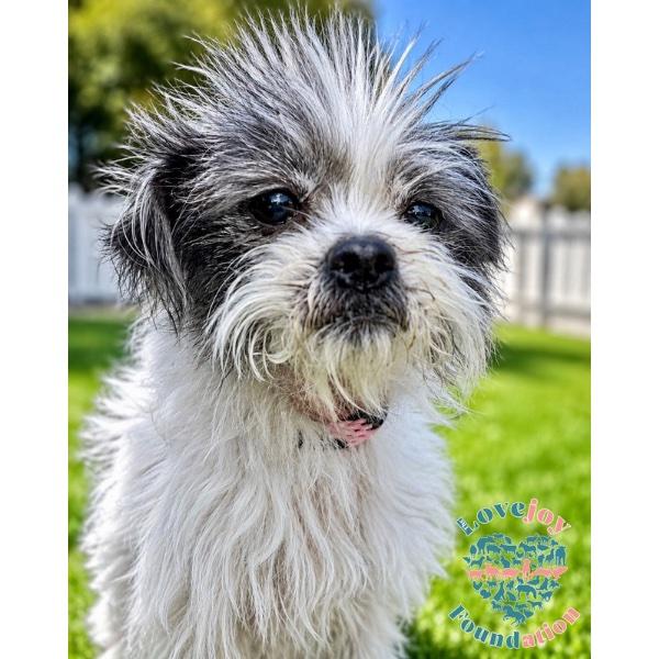 Chloe COH, an adopted Shih poo in Inglewood, CA image 3/3