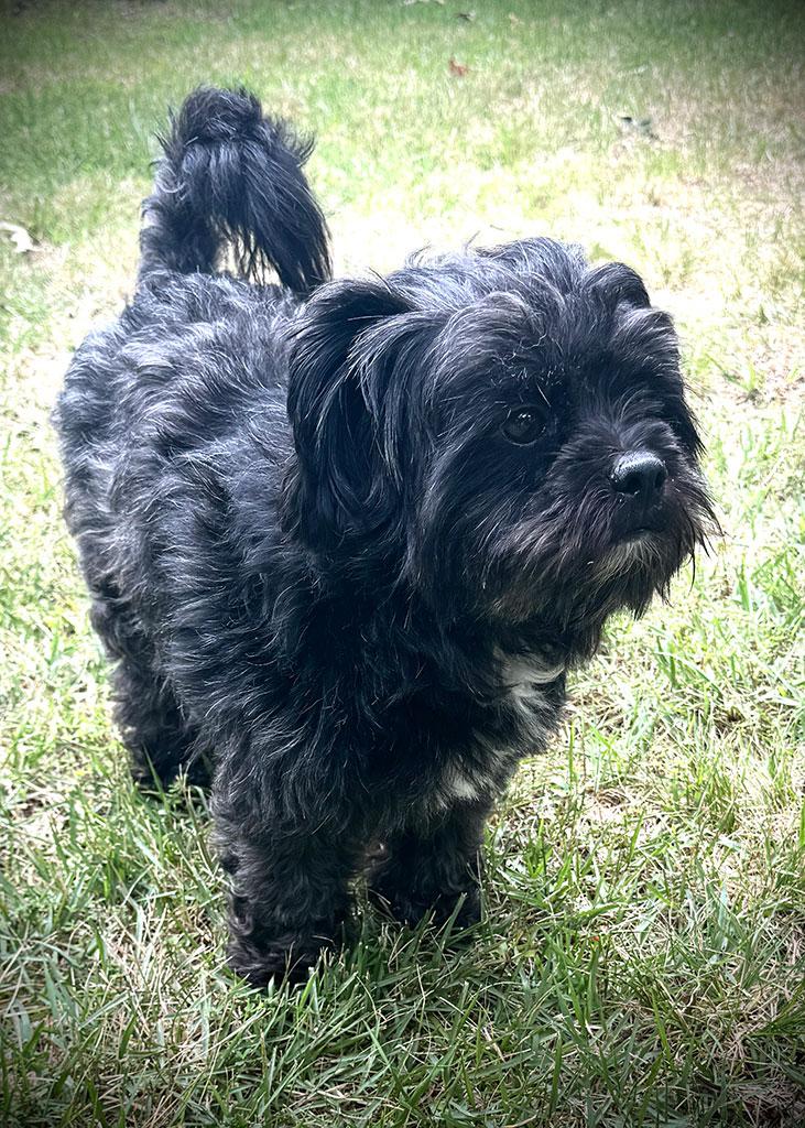 Enlarge Adopted-Franklin, a Adopted mixed breed in Bowie, MD image 4/4