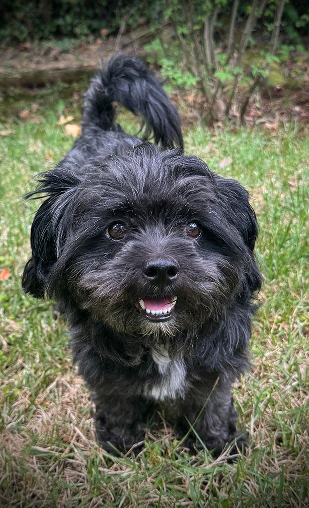 Adopted-Franklin, Adopted, Young Male Shih Tzu.