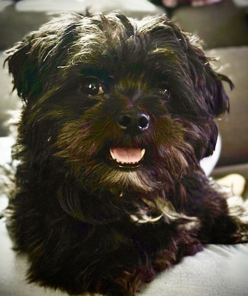 Enlarge Adopted-Franklin, a Adopted mixed breed in Bowie, MD image 2/4