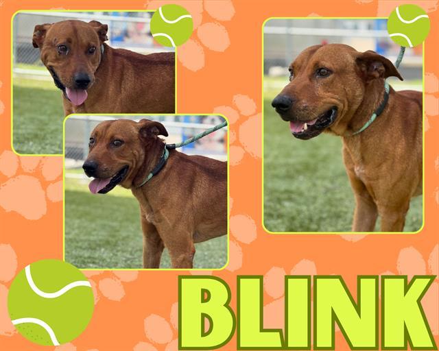 Enlarge BLINK, a Adoptable mixed breed in Pearland, TX image 1/1