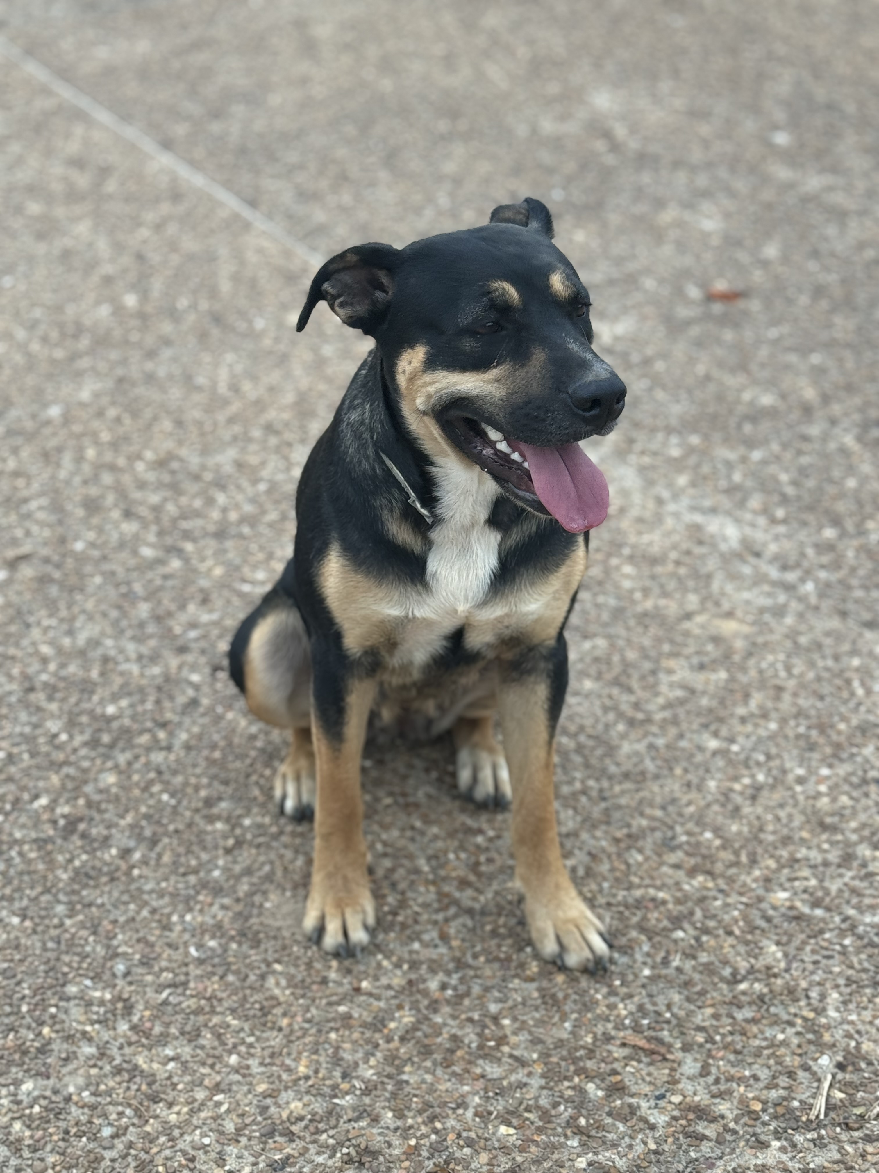 Maxie, a Adopted Entlebucher in Holly Springs, MS image 1/5