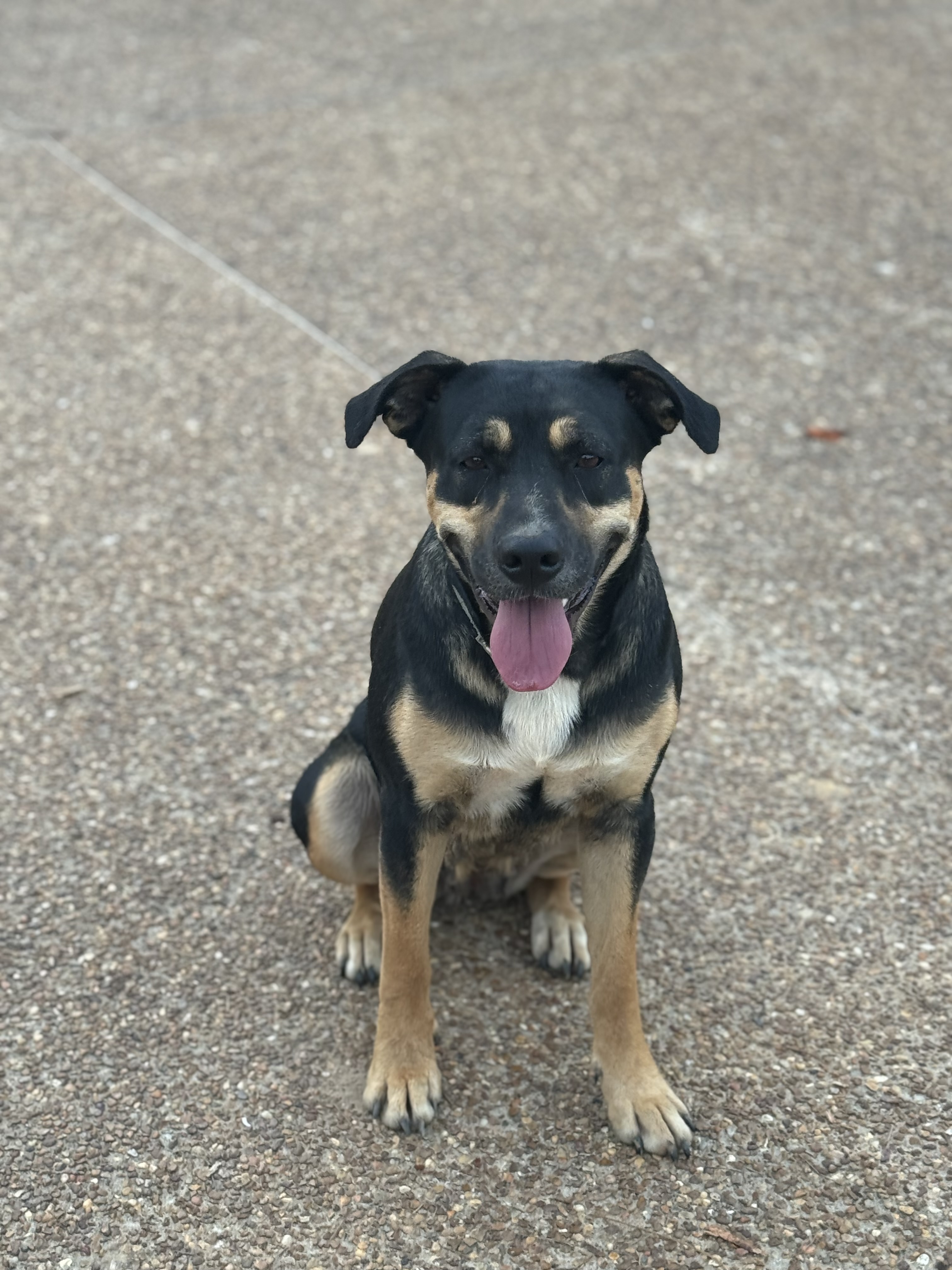 Maxie, a Adopted Entlebucher in Holly Springs, MS image 2/5