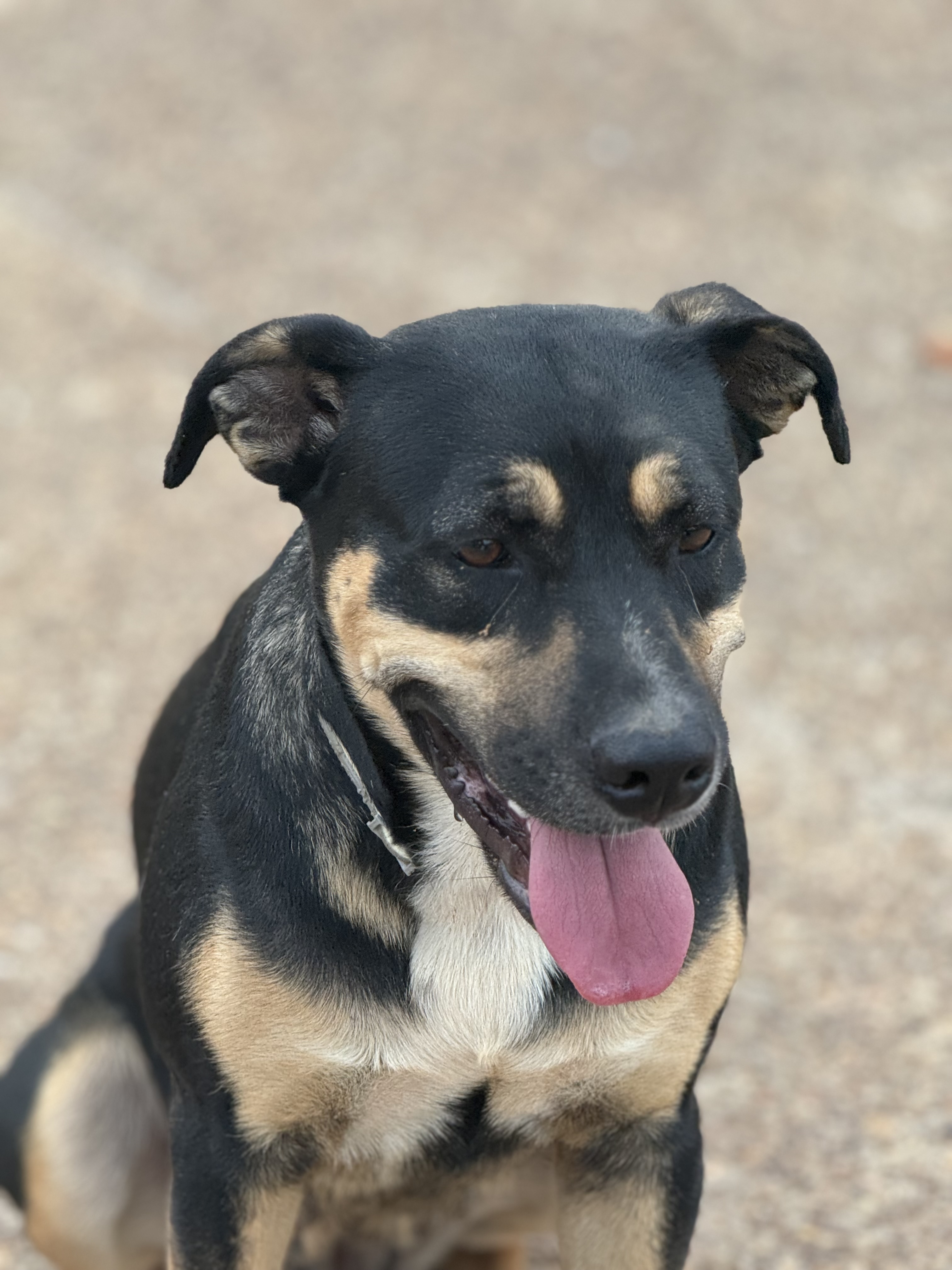 Maxie, a Adopted Entlebucher in Holly Springs, MS image 3/5