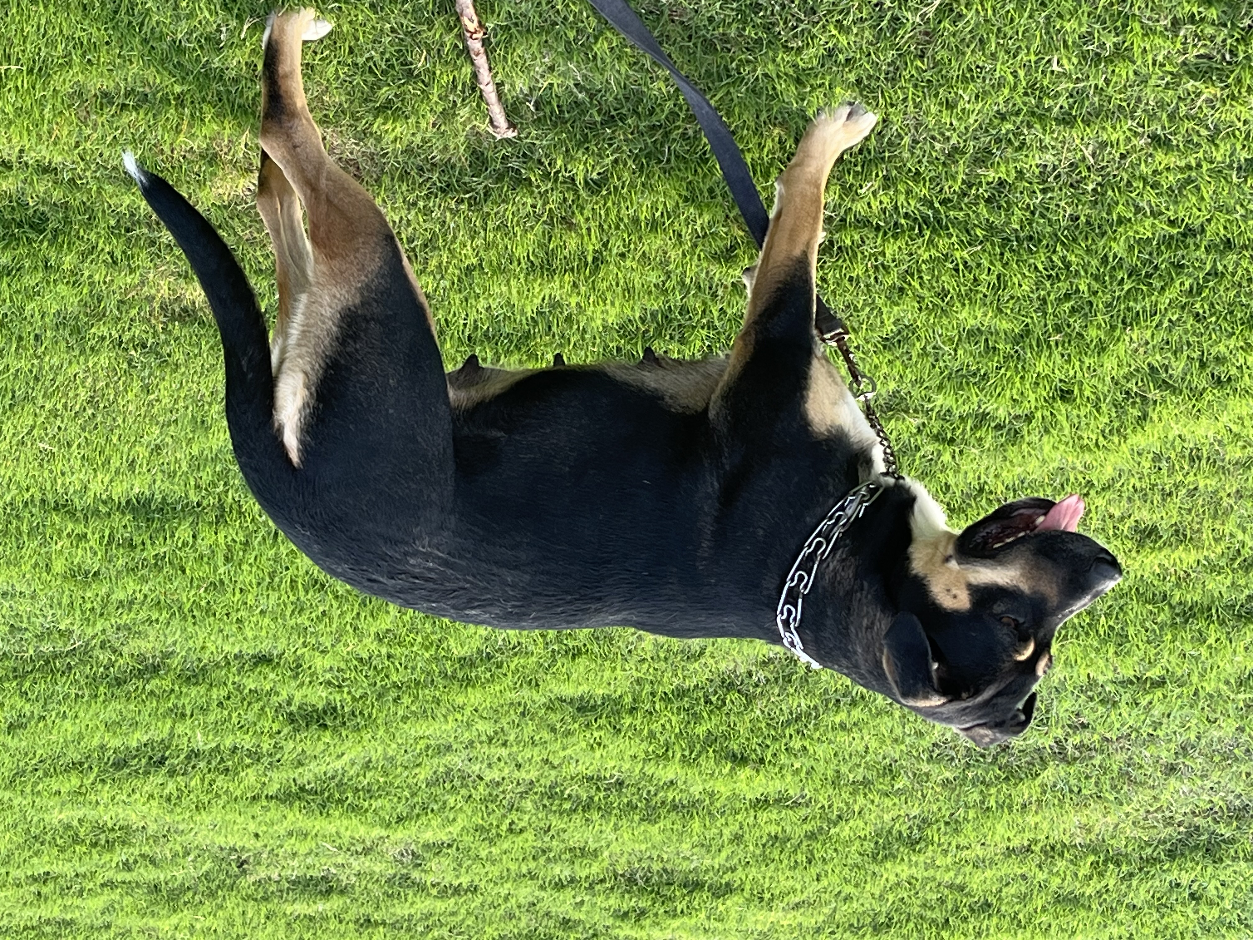 Maxie, a Adopted Entlebucher in Holly Springs, MS image 4/5