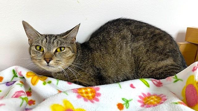 Cici, a Adoptable Domestic Short Hair in Medina, OH image 2/2