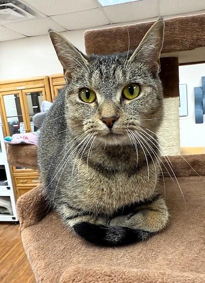 Cici, a Adoptable Domestic Short Hair in Medina, OH image 1/2