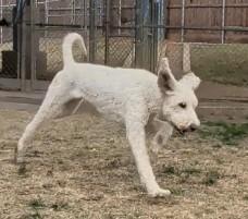 Fluffy A thumbnail 2