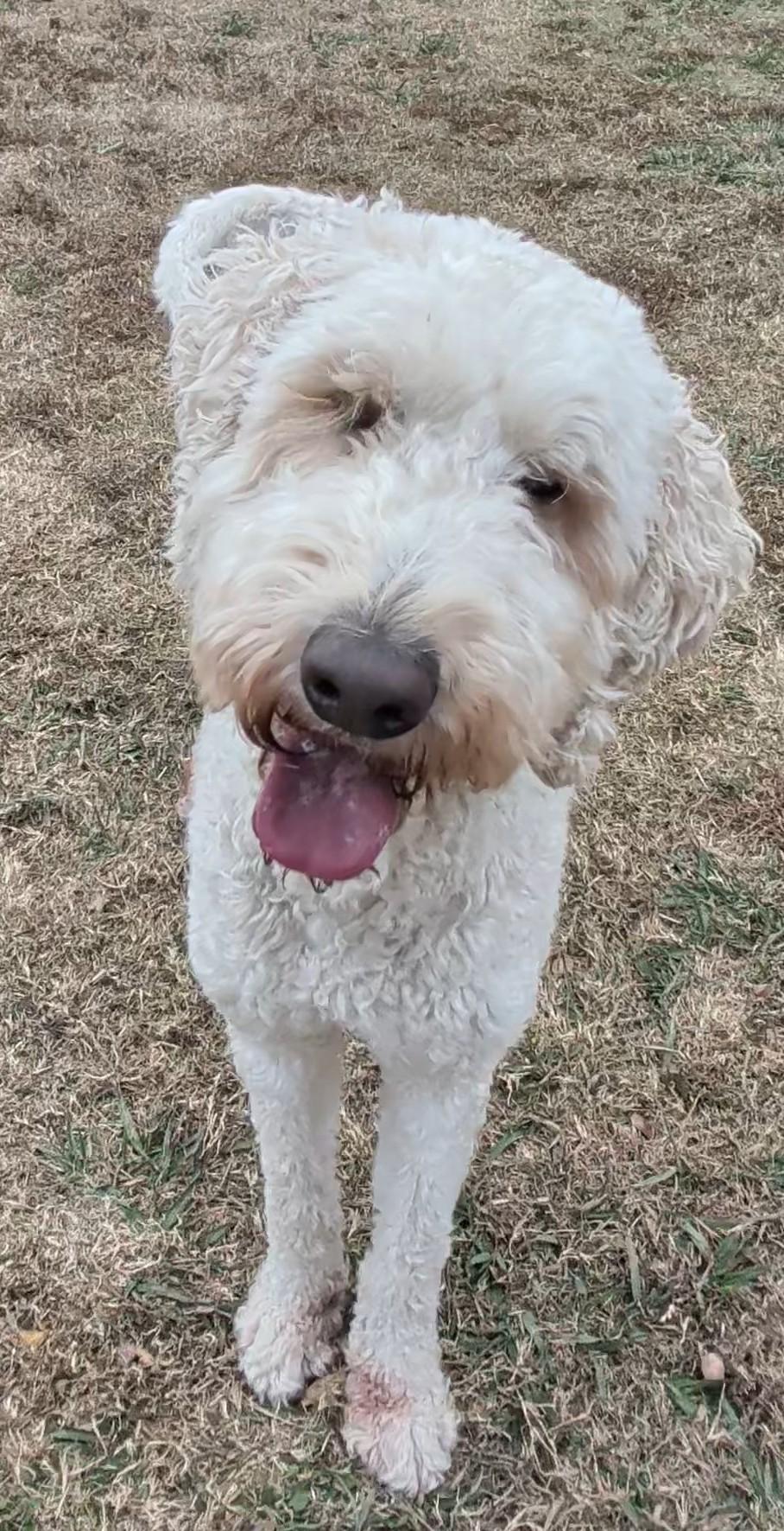 Fluffy A thumbnail 3