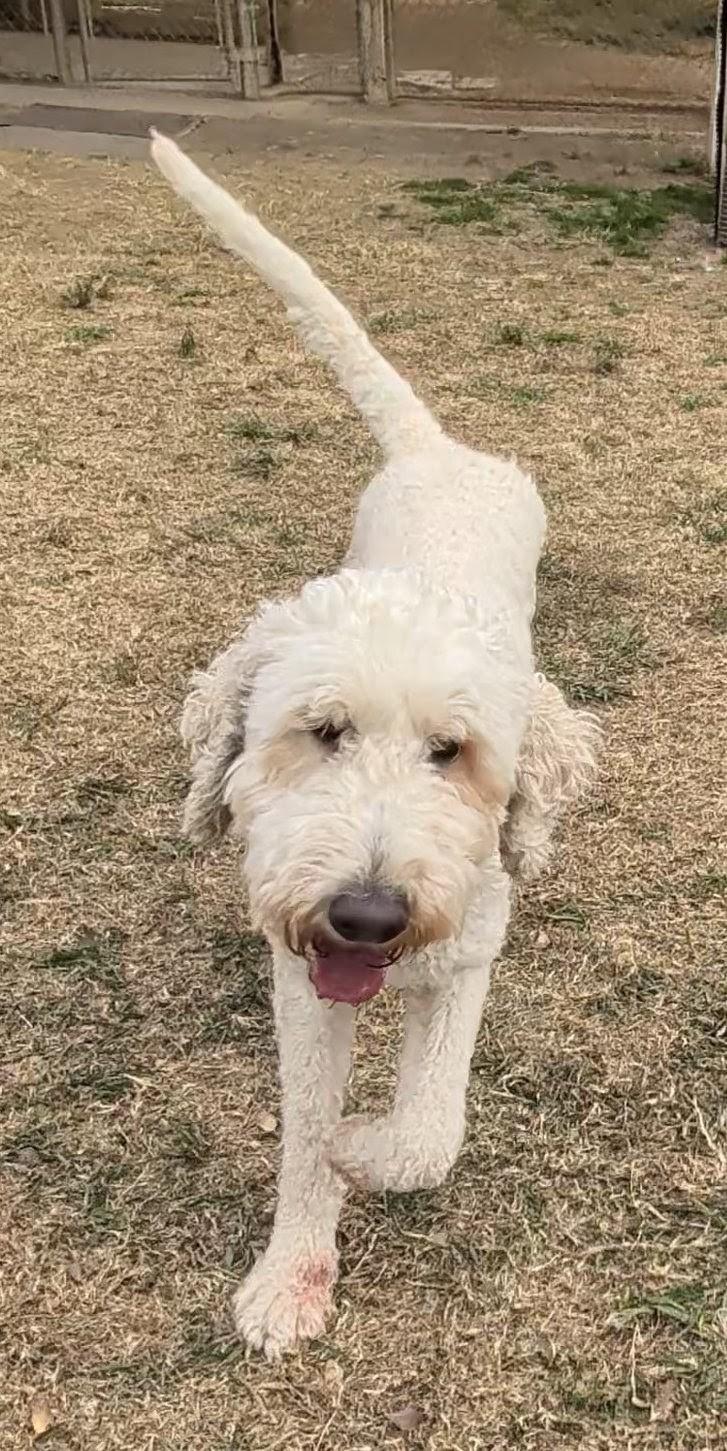 Fluffy A thumbnail 4