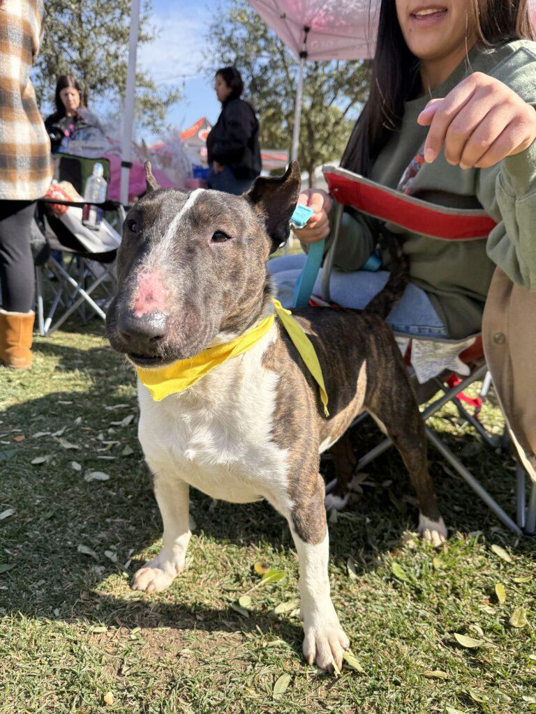 Caleb, Adoptable, Adult Male Bull Terrier.