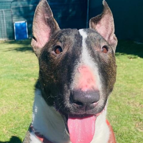 Enlarge Caleb, a Adoptable Bull Terrier in Palm Desert, CA image 2/2