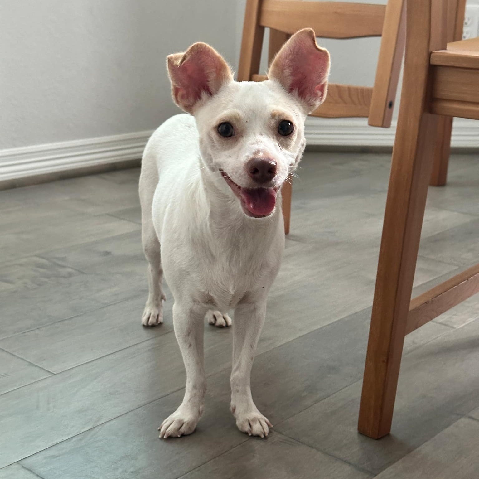 Dog for adoption Woodville, a Chihuahua Mix in Charlotte , NC Petfinder