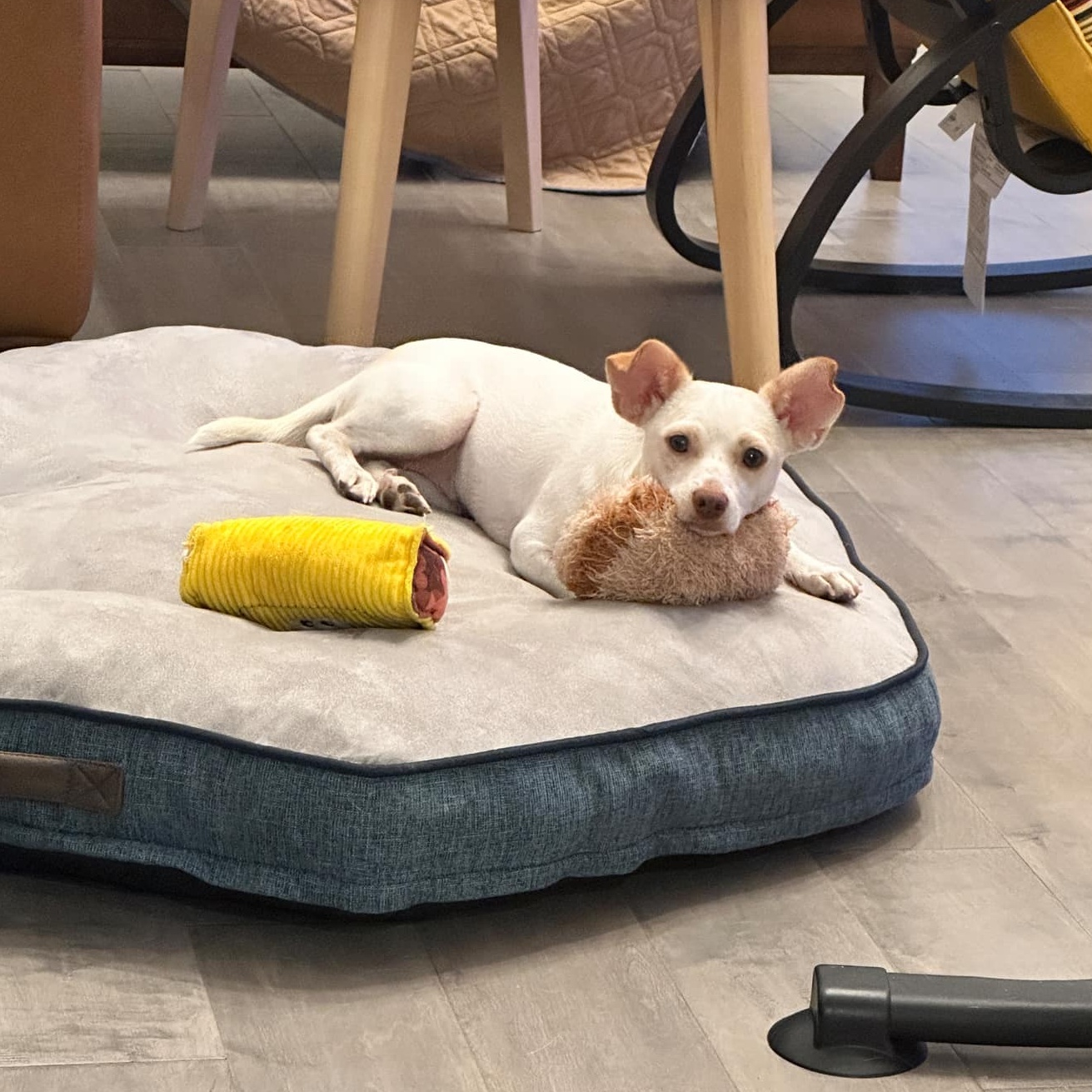 Dog for adoption Woodville, a Chihuahua Mix in Charlotte , NC Petfinder