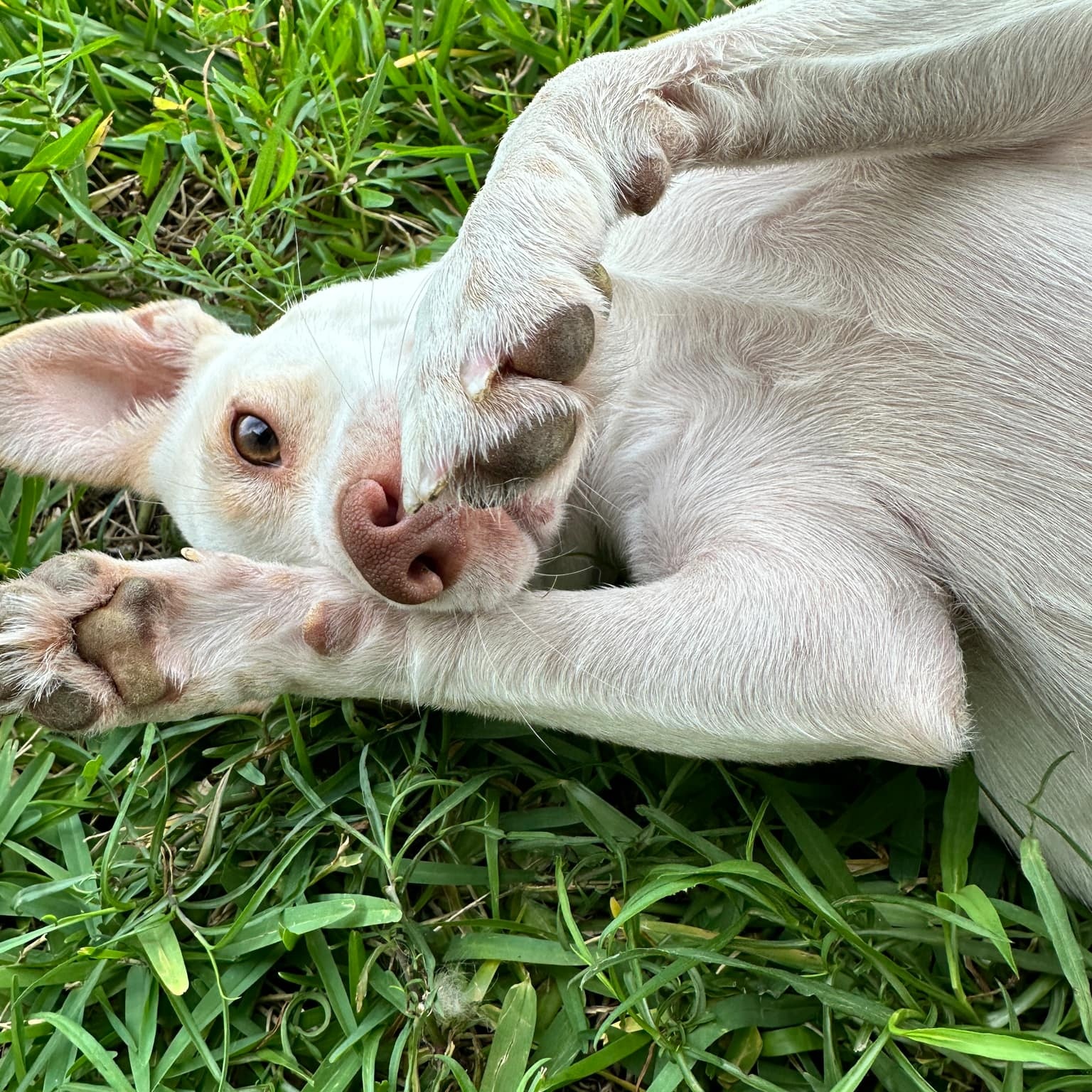 Dog for adoption Woodville, a Chihuahua Mix in Charlotte , NC Petfinder