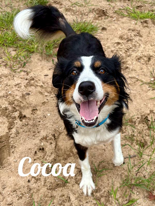 Cocoa