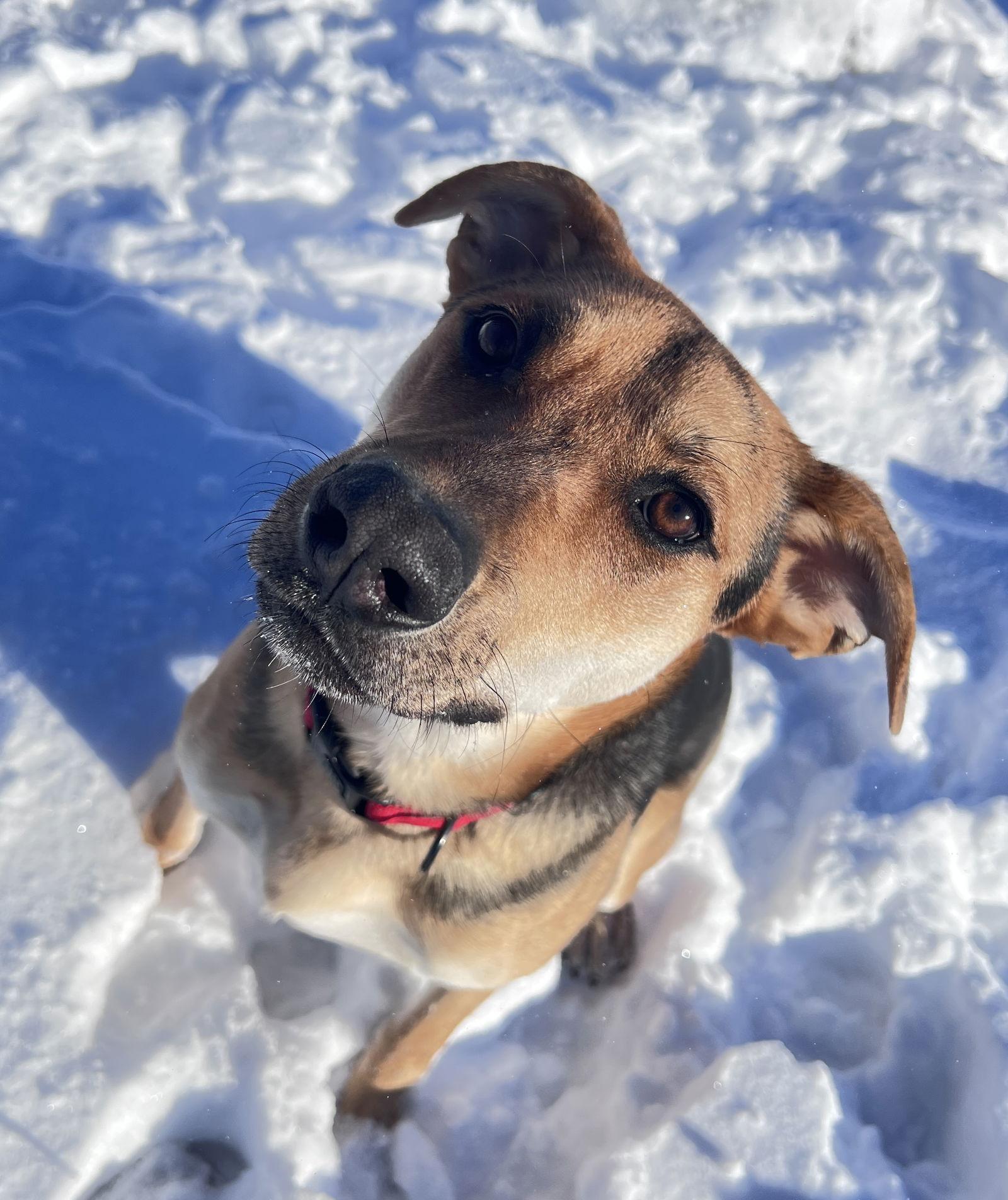 Rambo, Adoptable, Adult Male German Shepherd Dog.