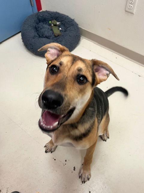 Enlarge Rambo, a Adoptable German Shepherd Dog in Webster, WI image 2/3