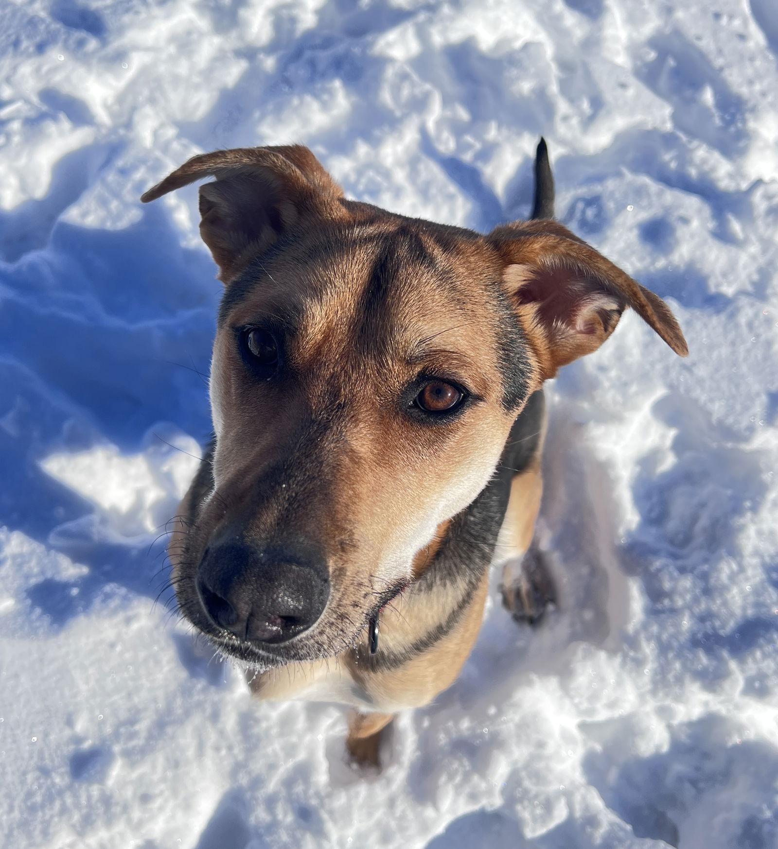 Enlarge Rambo, a Adoptable German Shepherd Dog in Webster, WI image 3/3