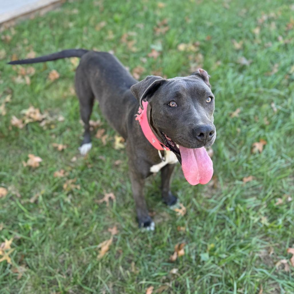 Coco Chanel, a Adoptable Mixed Breed in Olathe, KS image 2/6