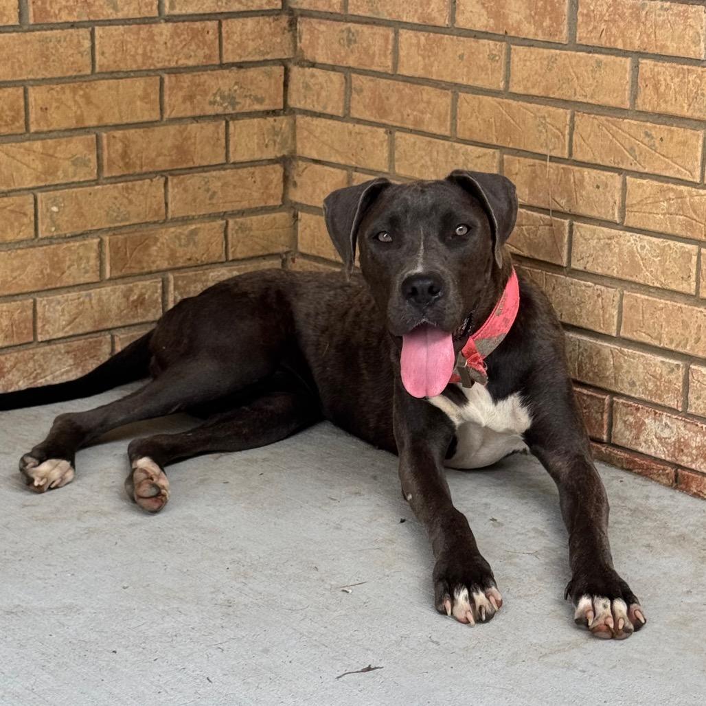 Coco Chanel, a Adoptable Mixed Breed in Olathe, KS image 4/6